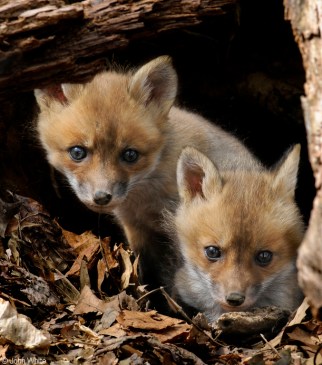 foxes