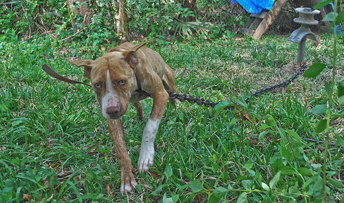 chained dog 02