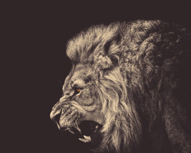 angry-male-lion-1280x1024