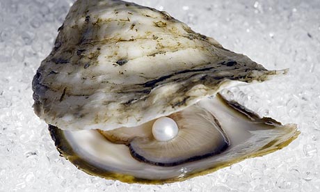 oyster1