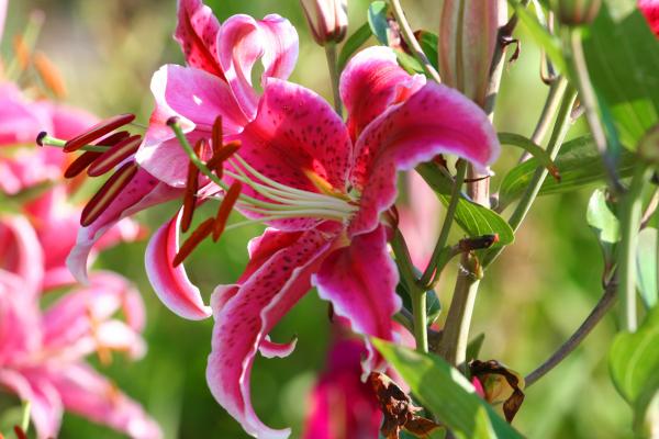 lilies-of-the-field-mary-gaines